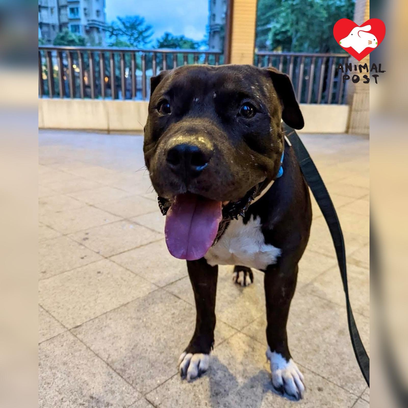 Baku曾被人當看門口犬,又曾被遺棄,但仍對人信任,從沒有攻擊過人。