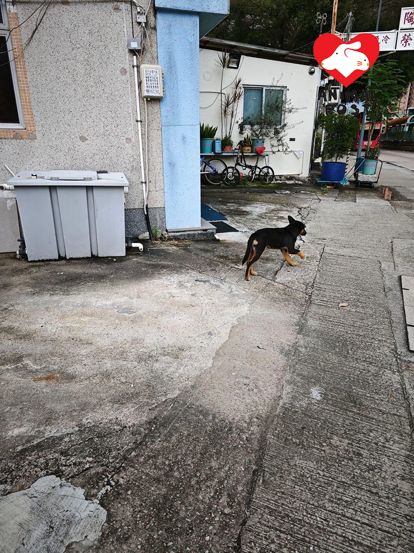 狗狗在元朗徘徊,有很多目擊者。