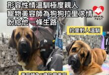 形容性情溫馴極度親人 寵物美容師發起一人一信為狗狗拉里求情