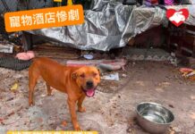 寵物酒店慘劇|涉事狗狗身世可憐 從小被鎖戶外風吹雨打 女負責人生前愛護動物常做義工