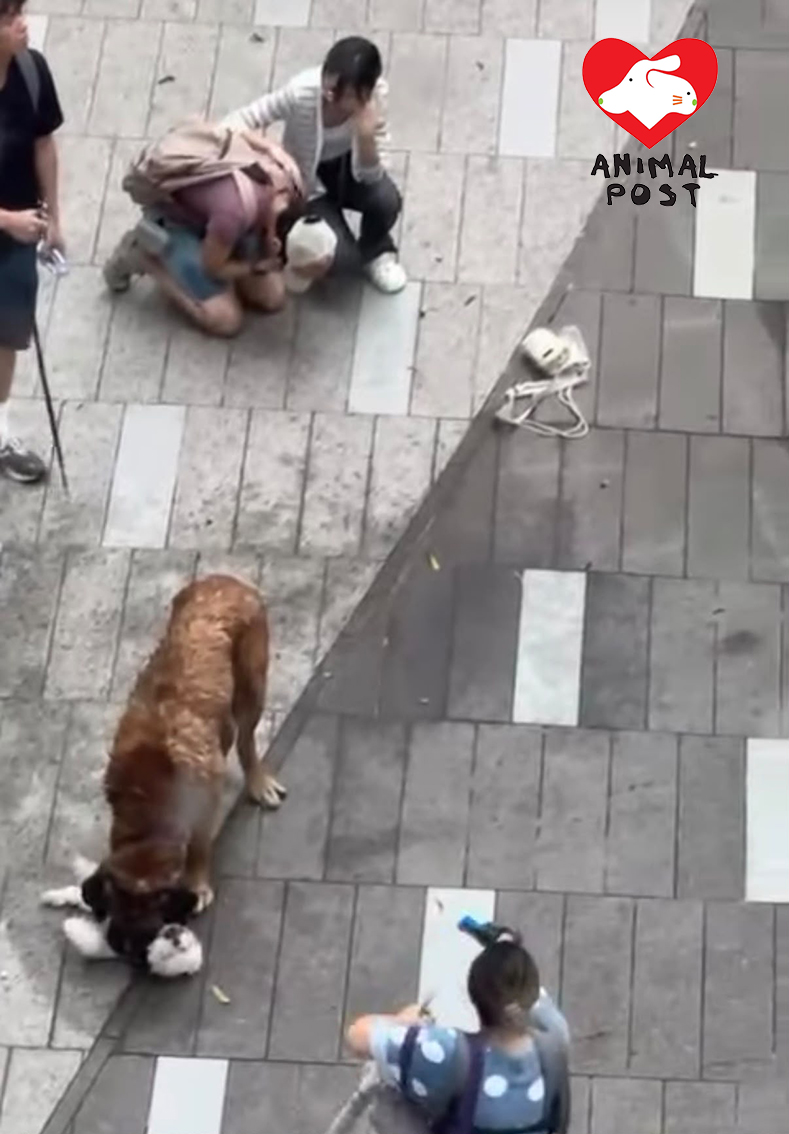 被咬死狗狗的狗主在旁痛哭。