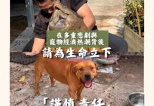在多重悲劇與寵物經濟熱潮背後:請為生命立下「謹慎責任」(文:「龜途」創辦人 陳仲邦)