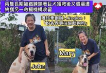 兩隻長期被鐵鍊鎖著巨犬獲救後居狗場又遭逼遷 終獲另一救援機構收留 創辦人盼各界專注幫助狗狗