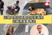 元朗大狗短時間內咬死兩狗 1比熊犬1貴婦狗被咬死 漁護署帶走涉事大狗 狗隻行為專家:教育狗主牽繩更重要
