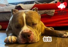 指「史丹福鬥牛㹴」為「比特犬」? 犬隻行為專家指可聯絡外國相關品種狗會確認