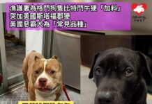 漁護署為「格鬥狗隻」比特鬥牛㹴定義「加料」 突加美國斯塔福郡㹴、及美國惡霸犬為「常見品種」