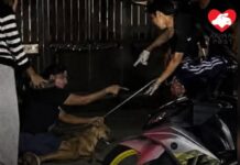 馬來西亞巴生市政府捉狗隊勒頸殘殺狗狗 狗主跪地哀求仍無動於衷