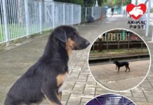 負傷幼犬徘徊元朗街頭半天 義工救起急尋狗主聯絡