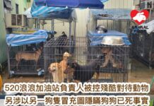 520浪浪加油站負責人被控六項殘酷對待動物罪 另涉以另一狗隻冒充隱瞞狗狗死亡事實