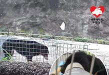 港島半山社區狗頸部重傷 義工救起送醫急尋暫託養傷