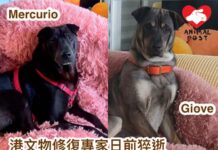 港著名文物修復專家Paola Dindo日前猝逝 兩狗十八貓交漁護署看管