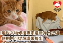 離世文物修復專家遺二狗十八貓 短期內可從漁護署接出 急尋貓義工支援