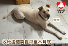 收地搬遷突提早至本月底 主人急為狗狗尋安置之所