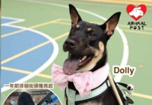 疑曾被人打仍願意相信人類 溫馴狗狗尋領養家庭
