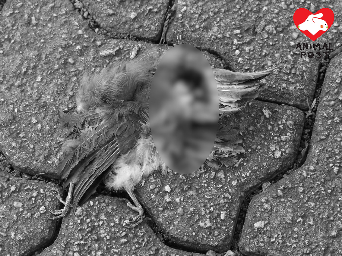 現場發現慘死雀鳥。(香港野生雀鳥保育關注組圖片)