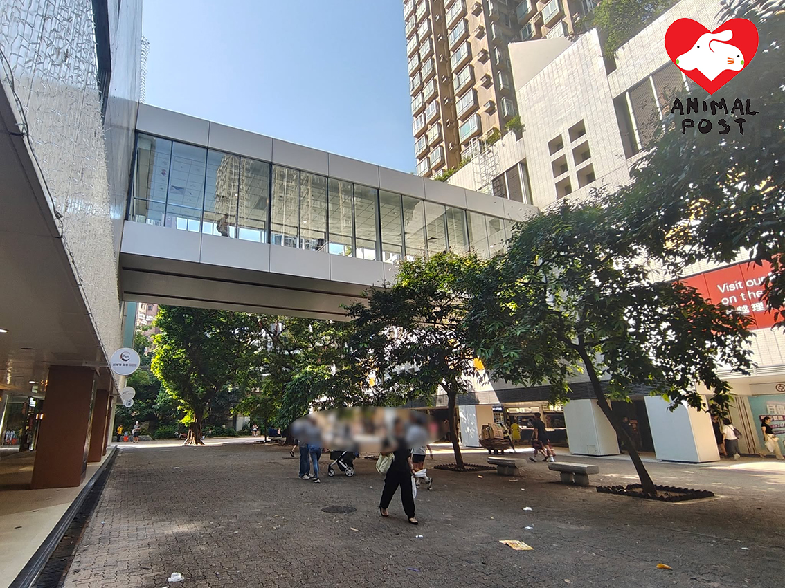 屯門市廣場2期行人天橋玻璃成為殺鳥陷阱。(香港野生雀鳥保育關注組圖片)