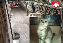 牛頭角定富街兩貓被遺棄 一隻獲救起另一隻行蹤不明