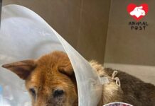 被遺棄山上十年老狗證患癌 將進行手術臨生死關頭