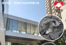 屯門市廣場天橋玻璃成殺鳥陷阱 保育團體指一個月至少釀四死