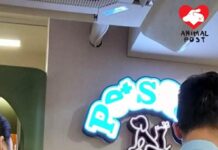 十四歲學生攜貓屍到獸醫診所被拘捕 涉嫌將同學委託照顧貓貓打死