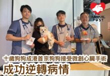 十歲松鼠狗成香港首宗狗狗接受微創心臟手術 成功逆轉病情