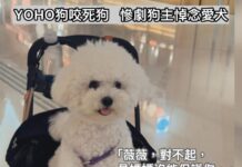 YOHO狗咬死狗 慘劇狗主悼念愛犬 「薇薇,對不起,是媽媽沒能保護你。」