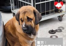 狗狗拉里咬死兩狗案 漁護署落控起訴狗主明提堂