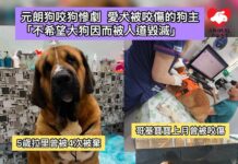 元朗狗咬狗慘劇 上月愛犬哥基曾被狗傷 狗主為拉里求情 :「不希望大狗因而被人道毀滅,只是希望罰狗主。」