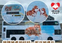 揭陽被虐殺狗媽媽旺旺一家沒被遺忘 巴士及港鐵站均有廣告為旺旺發聲