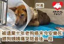 被遺棄十年狗狗癌末今安樂死 餵狗姨姨痛哭陪最後一程