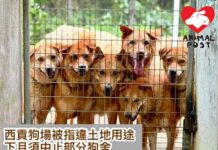 西貢狗場被指違土地用途下月須中止部分狗舍 急為七十狗尋家及支持向城規會申請臨時狗舍用途