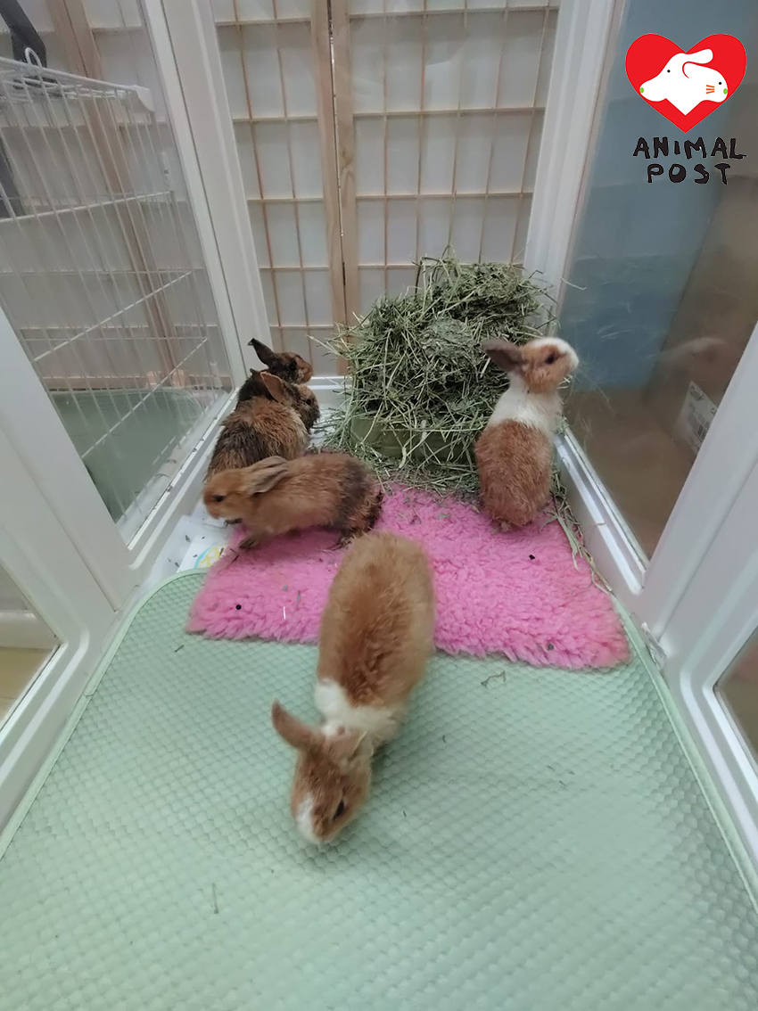 4隻幼兔仍未斷奶。