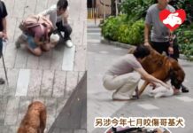 元朗大狗咬死兩狗事件 漁護署今拘捕大狗狗主:如證據足夠將檢控