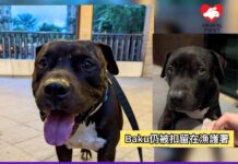 狗主今獲准到漁護署探望Baku 指愛犬瑟縮角落眼神驚慌