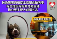 被漁護署憑相捉拿指屬危險狗隻 狗主控訴狗狗非危險品種 擔心更多愛犬成犧牲品