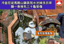 馬鞍山錦英苑水池被扔洗衣球 釀一魚慘死三十龜受傷