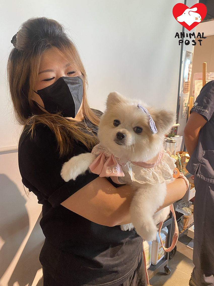 狗主Iris同意讓愛犬BB接受香港首宗犬隻 TEER(V-Clamp)微創二尖瓣修復手術,成功逆轉狗狗心臟病病情。