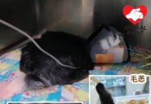 因主人無力負擔醫療而被棄養 險死兔兔手術後頑強生存下來