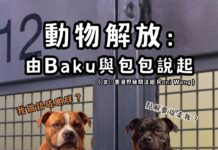 動物解放 — 由Baku 與包包事件說起 (文:香港野豬關注組 Roni Wong)