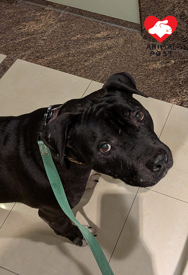 Baku性情溫馴,但突然被人舉報及指是比特犬。