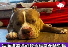 被漁護署憑相捉拿指屬危險狗隻 包包順利完成絕育 已平安回家