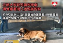 元朗大狗咬死兩狗事件 傳漁護署擬人道毀滅狗狗 毛守引述狗主指於警署被漁護署要求簽棄養書 涉事大狗身世可憐曾多次被棄養