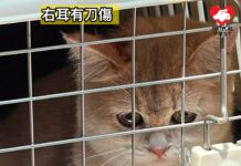 薄扶林今早發生斬人案 警揭疑兇家中貓貓也被斬傷