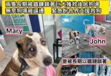兩隻長期被鐵鍊鎖著巨犬獲救後居狗場 無奈狗場被逼遷義工身心無力 緊急盼各界支援救狗