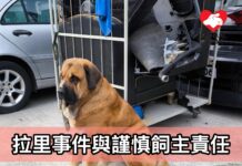 拉里事件與謹慎飼主責任(文:貓主張婉雯)