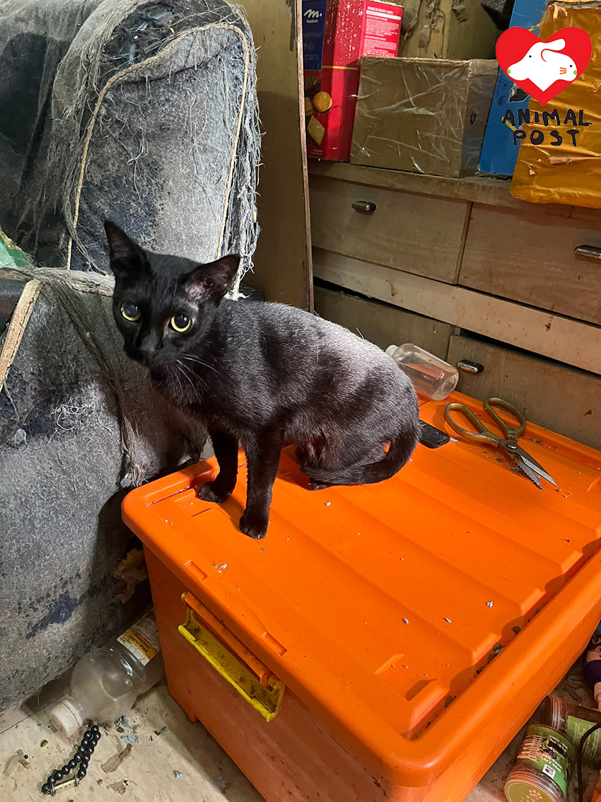 單位內貓貓都是貓主所收養的已絕育社區貓。