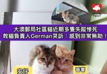 大澳郵局社區貓近期多隻失蹤慘死 救貓負責人German哭訴:感到非常無助!