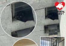 搬屋時貓貓突破老化窗網危坐牆壆 義工和愛協到場救貓一命