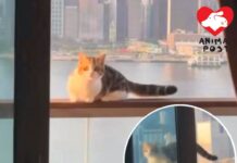 疑有內地人帶貓到港酒店式公寓 上月曾上載貓貓危站欄杆影片