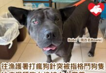 往漁護署打瘋狗針卻被指為格鬥狗隻拘留 沙皮混種狗慘被主人棄養